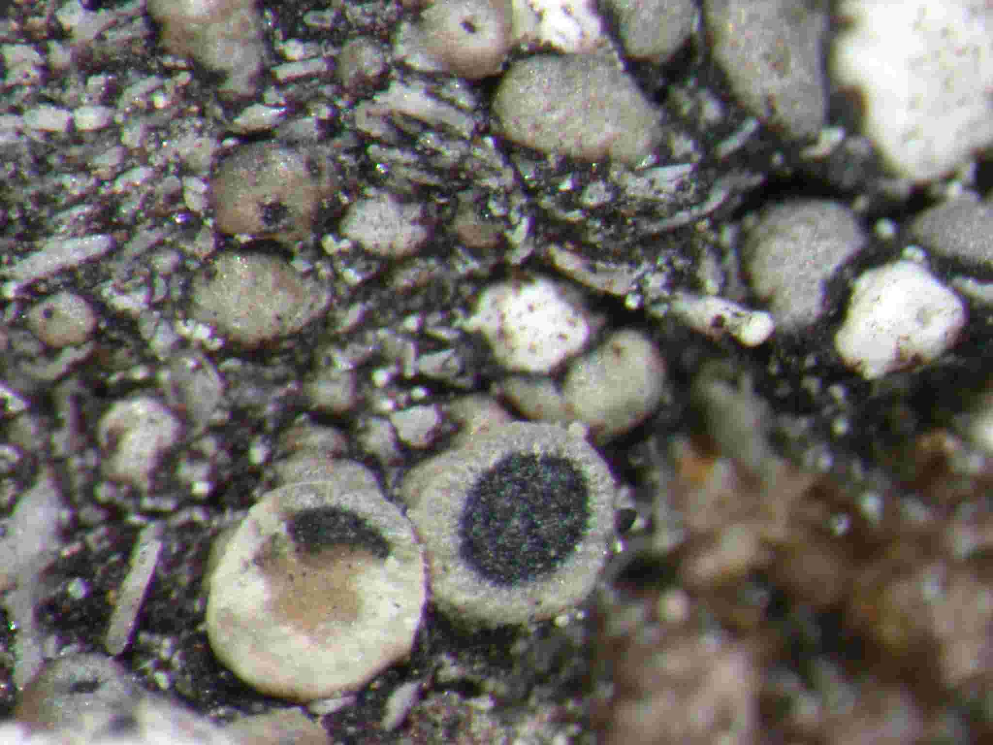 [Rinodina canariensis]